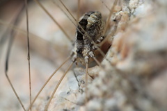 Leuronychus pacificus