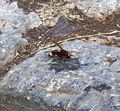 Vespa orientalis