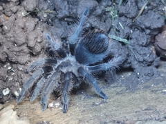 Theraphosinae