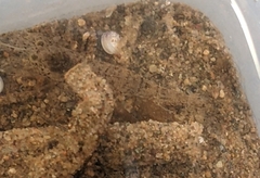 Crangon septemspinosa