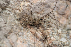 Leuronychus pacificus