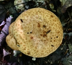 Suillus weaverae
