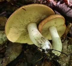 Suillus weaverae
