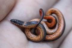 Diadophis punctatus modestus