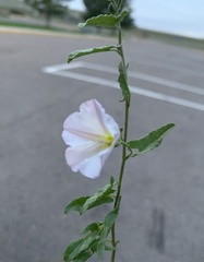 Calystegia occidentalis