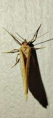 Isturgia arenacearia