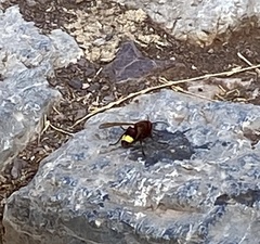Vespa orientalis