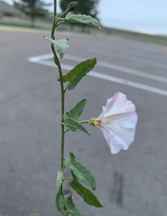 Calystegia occidentalis