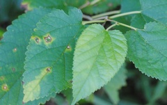 Cercospora moricola