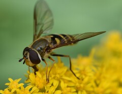 Syrphus