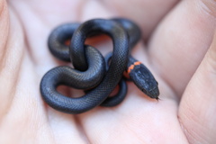 Diadophis punctatus modestus