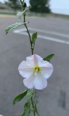 Calystegia occidentalis