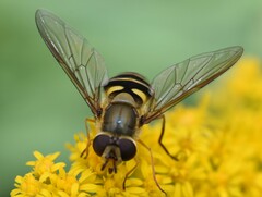 Syrphus