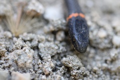 Diadophis punctatus modestus