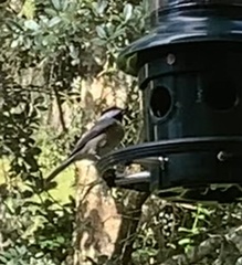 Poecile carolinensis