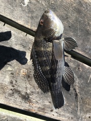 Centropristis striata