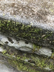 Homalothecium nuttallii