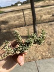 Amaranthus blitoides