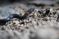 Diadophis punctatus modestus