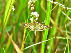 Epipagis fenestralis
