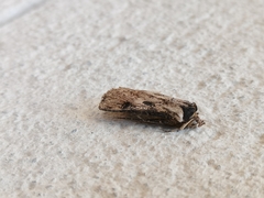 Agrotis malefida