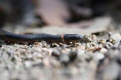 Diadophis punctatus modestus