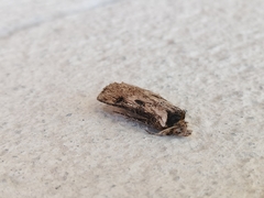Agrotis malefida