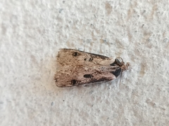 Agrotis malefida