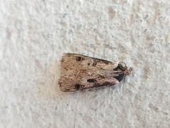 Agrotis malefida