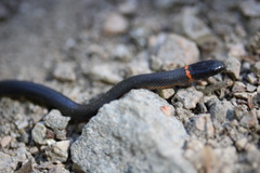 Diadophis punctatus modestus