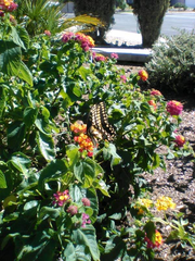 Papilio polyxenes rudkini