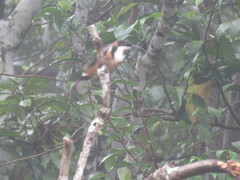 Acanthorhynchus tenuirostris