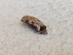 Agrotis malefida