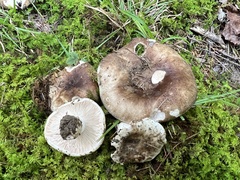 Russula densifolia