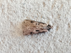 Agrotis malefida