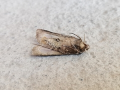 Agrotis malefida