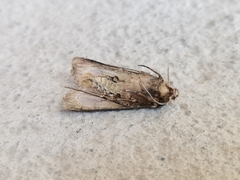 Agrotis malefida