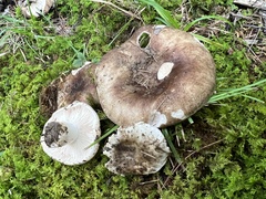 Russula densifolia