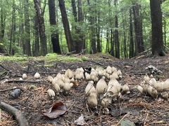 Coprinopsis atramentaria