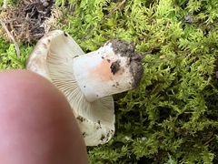 Russula densifolia