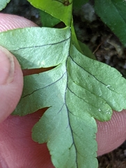 Polypodium virginianum