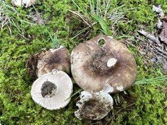 Russula densifolia