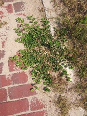 Alysicarpus vaginalis