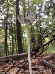 Coprinopsis lagopus