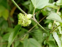 Passiflora suberosa