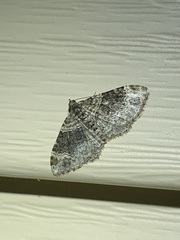 Xanthorhoe ferrugata