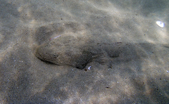 Platycephalus indicus