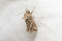 Chrysodeixis argentifera