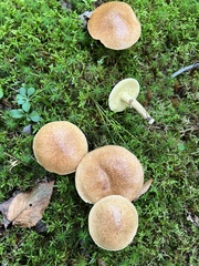 Suillus acidus