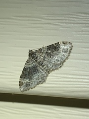 Xanthorhoe ferrugata